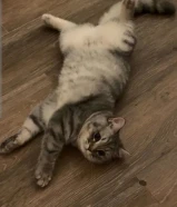 تبني برتش ذكر