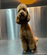 للبيع كلب توي بودل انثى