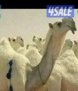 ابل حلاقة وغسيل