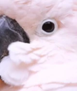 نشتري جميع الطيور الناطقه والربوه حياكم