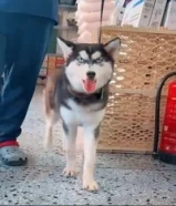 للبيع كلب هاسكي يلعب مع الكبار والاطفال