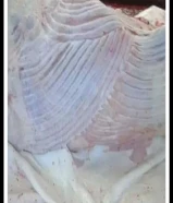 قصاب بالكويت لجميع انواع الذبابح وكل عام وانتم بخير ابو عادل