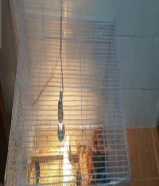 دجاتين عمر شهرين ونص مع قفص للبيع5582