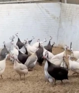 دجاج خيبر حجم جامبو