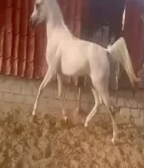 احصان مصري بيرو. الاسم
