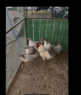 مجموعه دجاج فيومي وعربي قديم