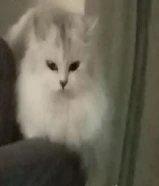 قطة انثى للتبني