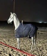 حصان بلدي هادي والبيع سريع واموره طيبه كلها وتوني مقلمه ومركب حذوه قدام فقط