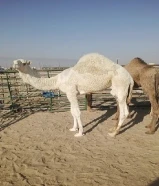 للبيع قعدان محليه فاخره يوجد خدمه توصيل جميع مناطق الكويت