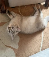 للبيع عمره 11شهر او 12شهر