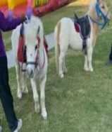 للأيجار بوني وعربانه حنطور احجز الان توصيل جميع مناطق الكويت