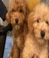 للبيع جراوه بودل مستوى عالي