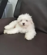 Maltese for sale