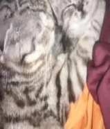 كيتن للبيع سكوتش فولد الاعمار شهر ونص سته خمس صفر ثلاث ثلاث اربع اربع تسع kitten Scottish