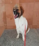 كلب للبيع العمر اربع شهور