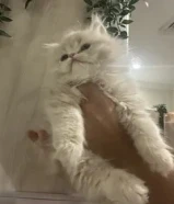 nللبيع قطه 60