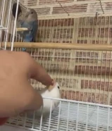 للبيع زوج لوف بيرد ربوه