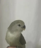 فرخ روز هدد و جوز كناري للبيع