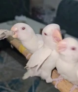 للبيع لوفبيرد بيعة سريعة