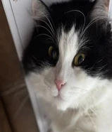 للتبني قط ذكر معقم تقريباً عمره من سنتين او ثلاث تاخذه مع اغراضه النوع غير معروف لازم يكون عمرك+18