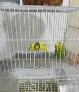 عصفورين للبيع أثنى وذكر ومع اكل