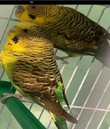 للبيع طيور حب بادجي بلاك وينقز وبلاك فيس