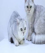 ذكرين برتش شورت هير