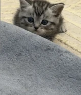 للبيع قطوه