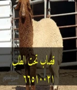 قصاب تحت الطلب +زبايح للبيع