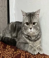 قط سكوتش فولد