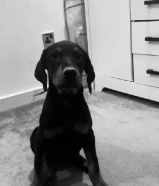 دوبر مان اصلي انتاج طيب