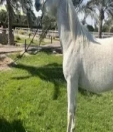 خيل عربيه اصيله فاخره الجاد يتصل