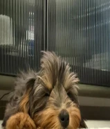 مالتيبو ذكر أوكراني لعوب