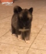 اماريكان بولي حجم اكس ال