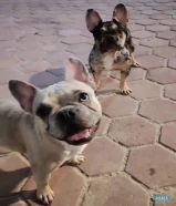 couple of Frenchies يوز فرنشات