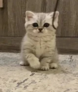 للبيع كيتن طيب