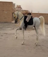 خيل للبيع مصري