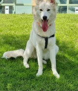 للبيع شيبرد سويسري