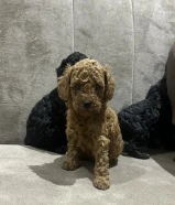 للبيع توي بودل اخر اثنين سود نثية وذكر ماخذين اول تطعيم العمر 48يوم