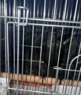 غراب ربوه عمره خمس اشهر