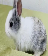 أرانب فرنسية صغار للبيع