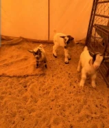 للبيع تيس جيكي قزم