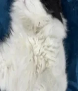 للتبني قط ذكر