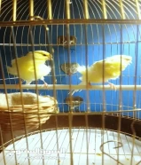 canary birds and 3 finches birds looking for new home. Available with cage