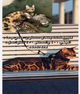 Bengal cats for sale, rare colors for the champion, Sherkhan, rare colors and breeds