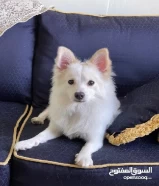 1 year old ( Japanese Spitz ) male dog