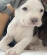 Pitbull - Blue Nose - pure breed