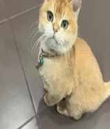 برتش شورت هير انثى