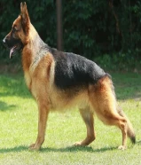 مطلوب نثية جيرمن شوبرد