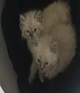 للبيع 3 قطط 2 شيرازي سيامي إناث و1 ذكر سكوتش فولد لطيفين جدا ولعربين ومتعودين على اللتر بوكس